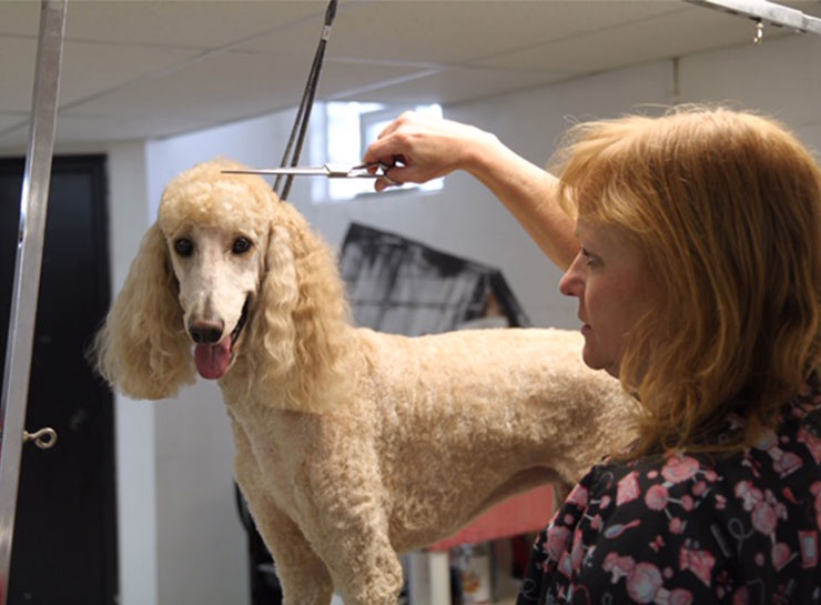 Pet Groomers