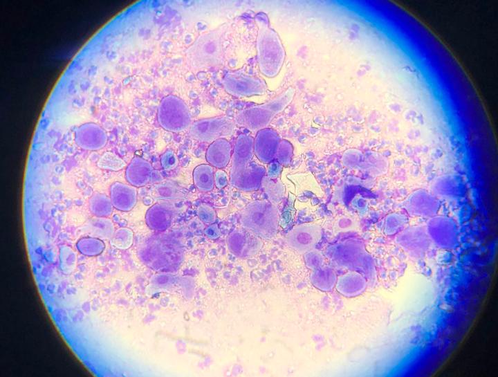 Xrays for Cats & Dogs