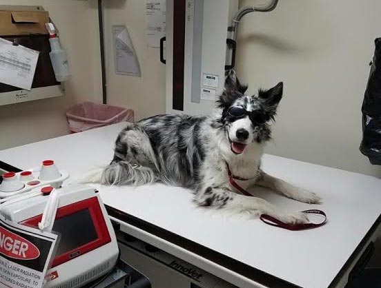 Laser Therapy for Dogs