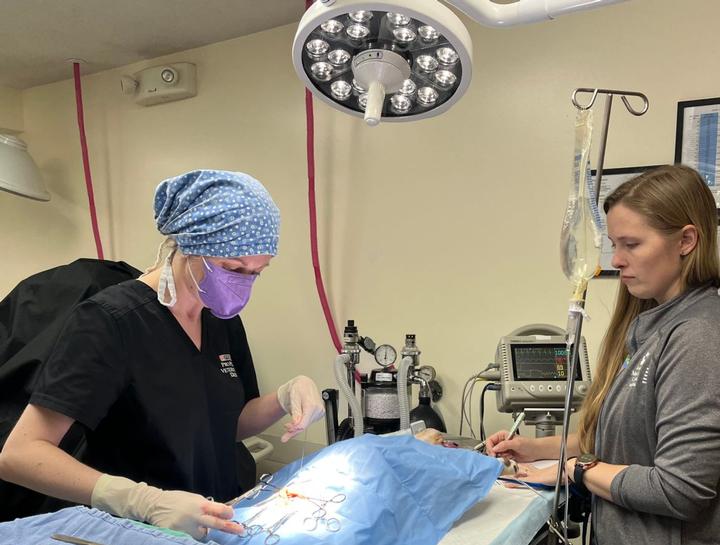 Medina Veterinary Surgeries