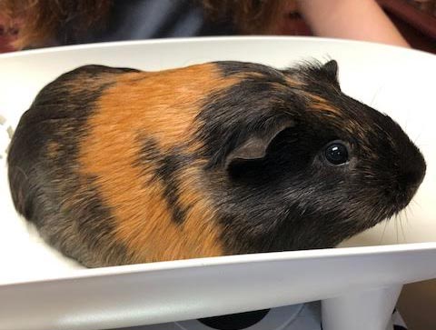 $City Small Animal Veterinarian
