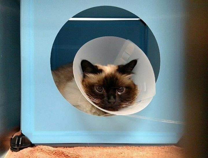 Pet Neutering $City